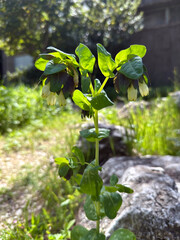 Blooming Palestinian Honeywort (lat.- Cerinthe palaestina)