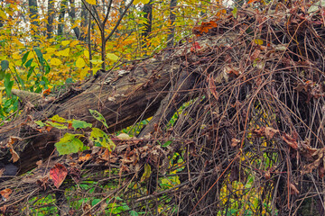 Fallen tree is covered with climbing branches
