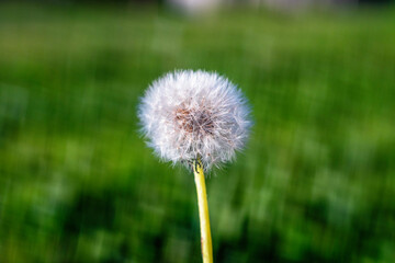 Lonely dandelion on a green background