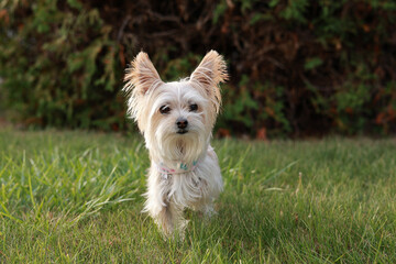 A small white terrier mix stands alert in green grass with soft sunlight and natural background. Captured in Toronto, Canada, this candid moment shows a curious pet enjoying an outdoor setting.