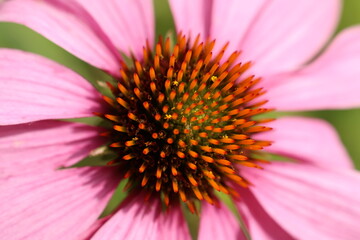 A detailed macro of a Common Coneflower (Echinacea purpurea) showing its spiny central disk and pink petals. Useful for botanical study, pollination visuals, or scientific reference.