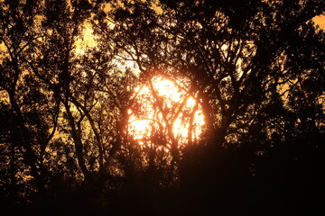Sunlight filters through a dense canopy of trees during a late summer sunset in Toronto, Canada. The warm golden glow and silhouettes create a dramatic natural composition ideal for backgrounds.