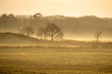 Dead tree floating in the fog