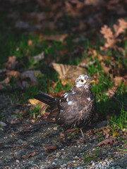 A bird with a speckled appearance walks through the leaves on the ground, bathed in soft sunlight, capturing the calm beauty of a serene autumn scene.