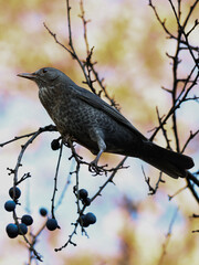 blackbird on a branch