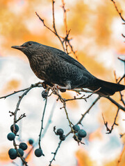 A bird perched on a branch with berries, surrounded by the warm autumn colors in the background. The bird calmly observes its surroundings, creating a peaceful and natural atmosphere.