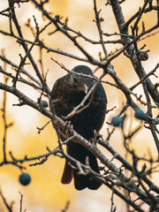 A bird perched on a bare branch, surrounded by golden autumn leaves, with a berry in its beak. The warm hues of the background add a peaceful atmosphere to the natural scene.