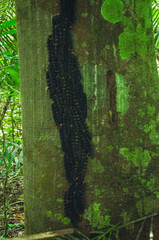 Amazon Rainforest.