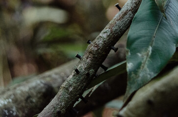 Amazon Rainforest.