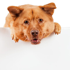 Happy ginger dog peeking over a blank banner with copy space (transparent)