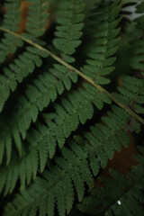 Green forest fern closeup photo. Green fern leaves in wild nature, eco system, bio diversity, rare plant species.