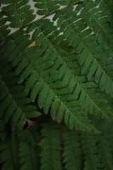 Green forest fern closeup photo. Green fern leaves in wild nature, eco system, bio diversity, rare plant species.