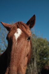 Obraz premium Closeup artistic portrait of a horse on an farm. Beautiful young brown horse. 