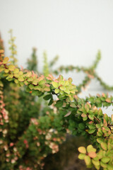 Closeup photo of a decorative Japanese barberry bush. Outdoor decorative shrub.