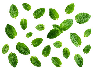 Fresh green leaves scattered on black