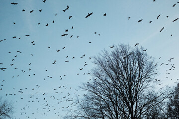Flock of black crow birds against a clear blue sky and leafless trees. Late autumn serene landscape in a park. Birds migration. Birds watching. 