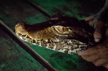 Amazonian Caiman.