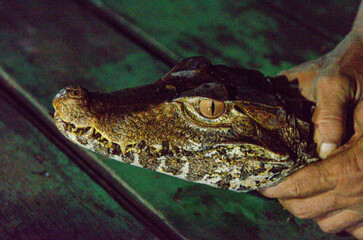 Amazonian Caiman.