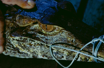 Amazonian Caiman.