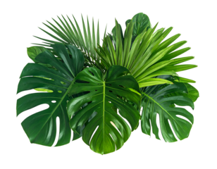 Lush green foliage arrangement on black