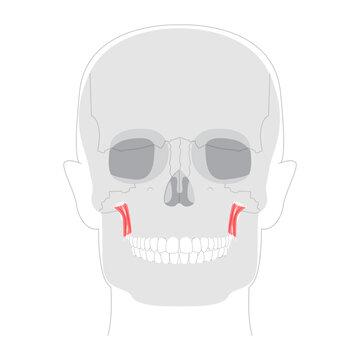 Levator anguli oris - Human facial muscle elevating the corner of the mouth, essential for smiling and facial expression, shown in detailed anatomy chart for medical education and reference.