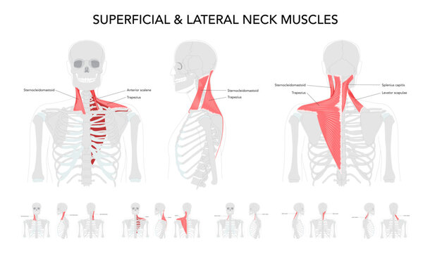 Neck muscle chart, infrahyoid sternohyoid, sternothyroid, thyrohyoid omohyoid, strap muscles, labeled anatomy, cervical plexus innervation, hyoid movement larynx, science reference, physiology