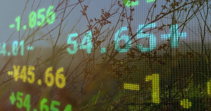 Displaying semi-transparent stock numbers and symbols over meadow field, showing dried grass stems