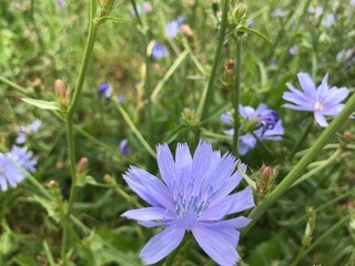 Delicate blue chicory flowers in bloom

