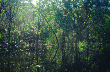 Amazon Rainforest