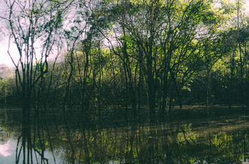 Fototapeta premium Amazon Rainforest