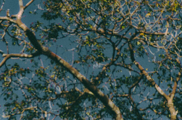 Amazon Rainforest