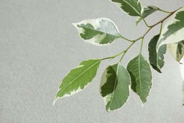 Close-up of patterned benjamin leaves.