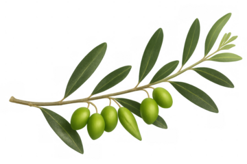 Olive branch with fresh green olives and leaves, symbolizing peace, nature, healthy food, and mediterranean cuisine on transparent background