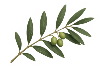 Olive branch with unripe green fruits and fresh dew drops on natural leaves, transparent background