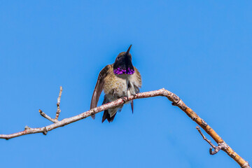 Fototapeta premium A fluffed up Black-chinned Hummingbird raises his head allowing the sunlight to reveal the deep purple coloring of his vibrant throat feathers otherwise known as a gorget.