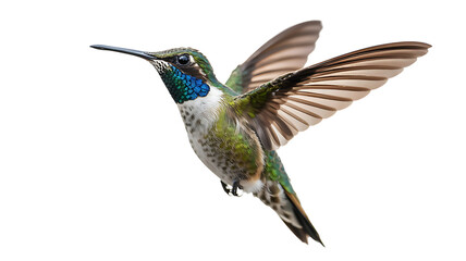 Fototapeta premium Close up of a vibrant hummingbird in flight with wings spread wide against a stark black background