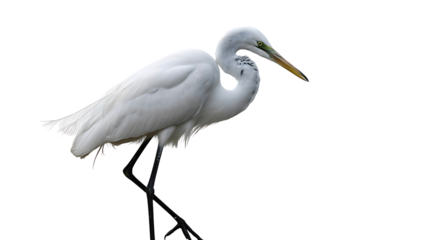 Elegant great egret standing on dark background with yellow beak and black legs