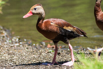 Black-bellied whistling ducks (Dendrocygna autumnalis) in a natural park near the capital San Josè (Costa Rica).