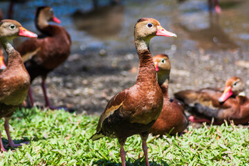 Black-bellied whistling ducks (Dendrocygna autumnalis) in a natural park near the capital San Josè (Costa Rica).