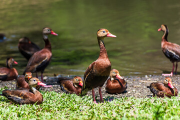 Black-bellied whistling ducks (Dendrocygna autumnalis) in a natural park near the capital San Josè (Costa Rica).
