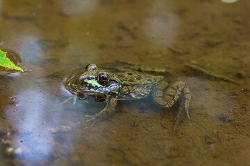 Frog in dirty water