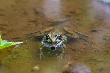 Frog in dirty water