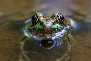 Frog in dirty water