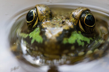 Frog in dirty water