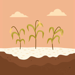 Soil Salinity Problem in Agriculture