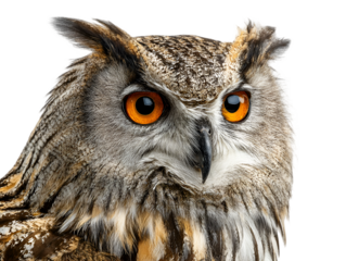 Close up portrait of a majestic eurasian eagle owl with piercing orange eyes against a dark black background