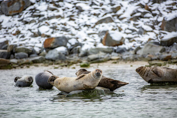 Svalbard cruise - Group of seals are in the water near some rocks