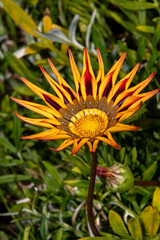 A flower standing tall with vibrant red and yellow petals beginning to wilt.
