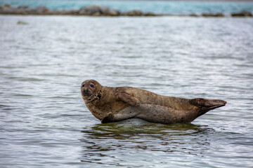 Fototapeta premium Svalbard cruise - Seal is swimming in the ocean