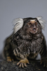 marmoset sits on a rock showcasing its unique facial features and distinctive fur pattern. Its curious expression suggests it is observing its surroundings intently.